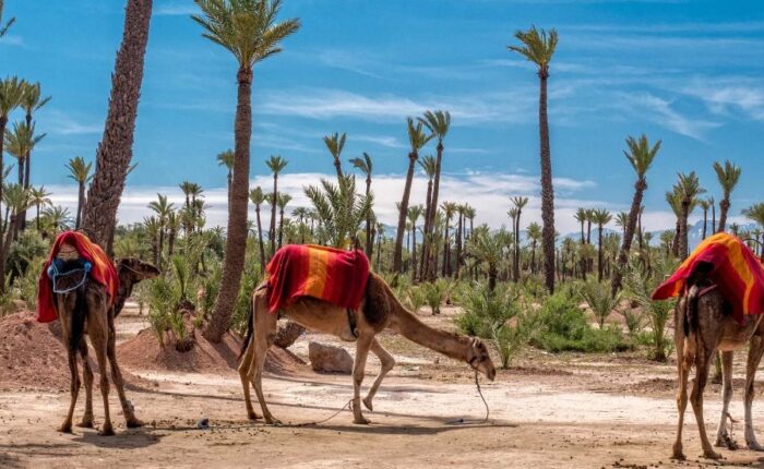 Palmeraie of Marrakech