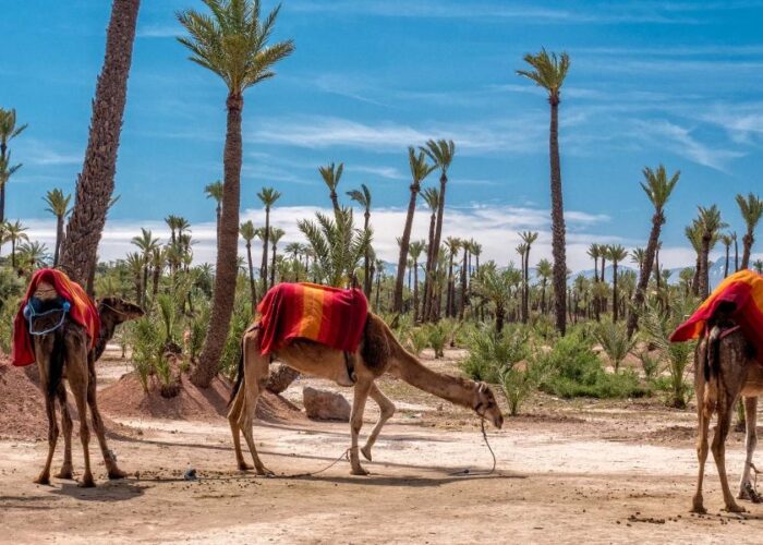 Palmeraie of Marrakech